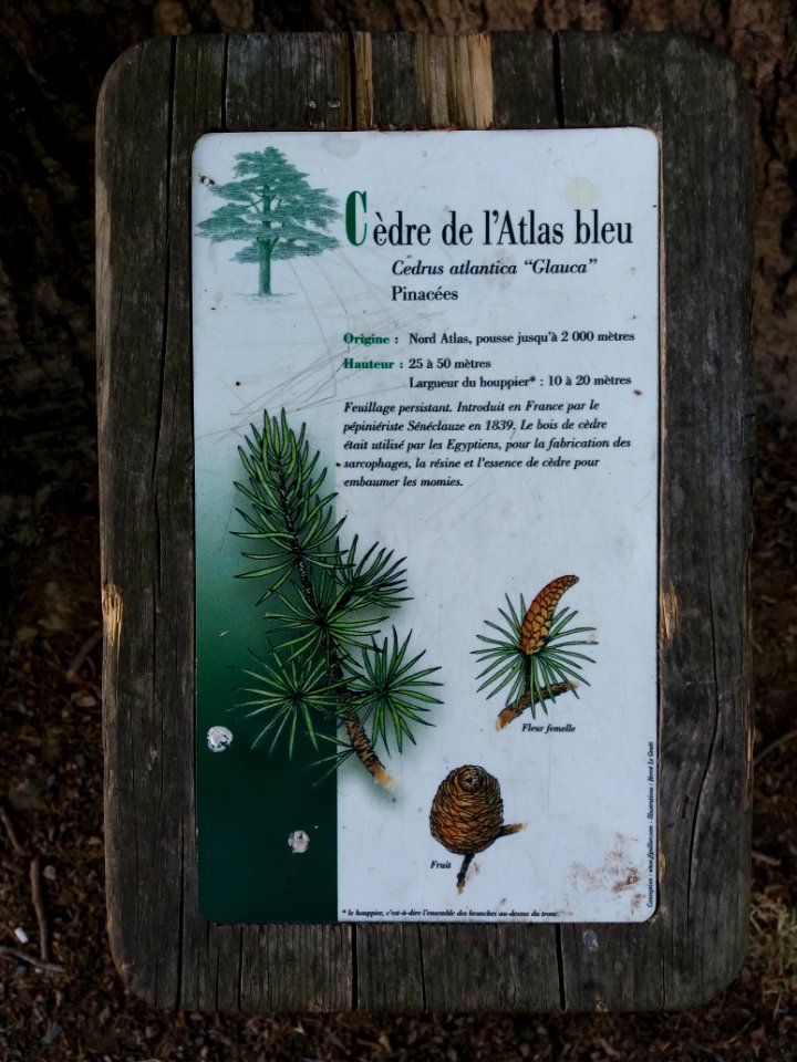 Genay - Rhône-Alpes - Parc de Rancé - Plaque cèdre de l'Atlas bleu