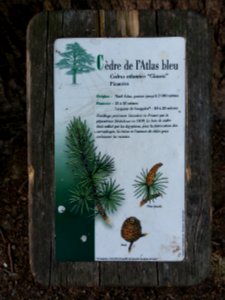 Genay - Rhône-Alpes - Parc de Rancé - Plaque cèdre de l'Atlas bleu