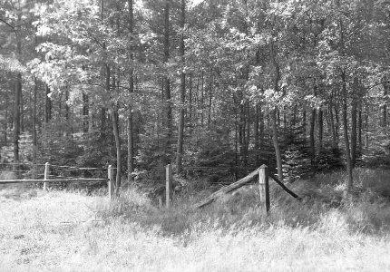 Gemengde beplantingen, haagse bos, fijnspar, eik, Bestanddeelnr 165-0334