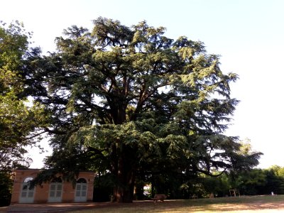 Genay - Rhône-Alpes - Parc de Rancé - Cèdre du Liban et orangerie photo