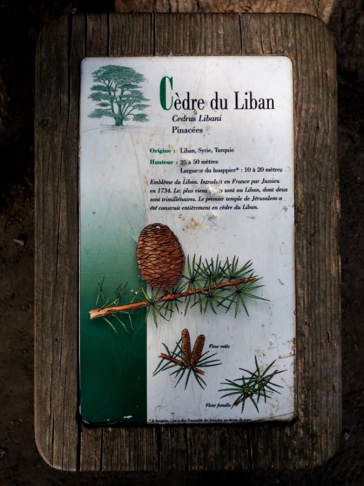 Genay - Rhône-Alpes - Parc de Rancé - Plaque cèdre du Liban