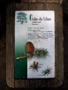 Genay - Rhône-Alpes - Parc de Rancé - Plaque cèdre du Liban