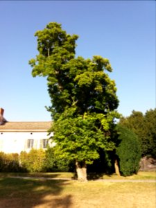 Genay - Rhône-Alpes - Parc de Rancé - Magnolia de Soulange