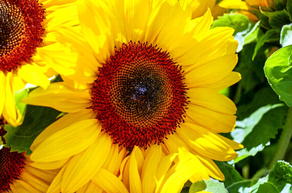 Bloom bloom yellow