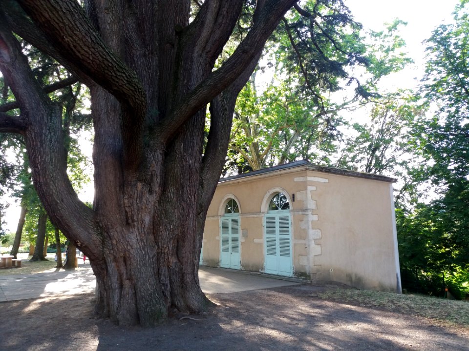 Genay - Rhône-Alpes - Parc de Rancé - Tronc du cèdre du Liban et orangerie