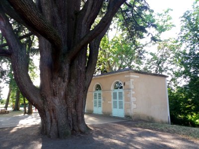 Genay - Rhône-Alpes - Parc de Rancé - Tronc du cèdre du Liban et orangerie