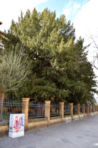 Gemeine Eibe in der Großeerenstraße in Berlin-Kreuzberg (Naturdenkmal) (3v3)
