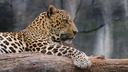 Leopard noble big cat photo