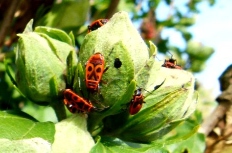 Gendarmes sur des boutons de fleurs