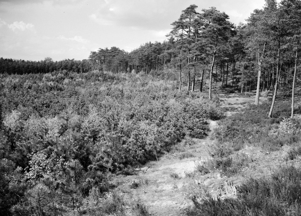 Gemengde beplantingen, jonge aanplant, de woeste hoeve, Bestanddeelnr 165-0352