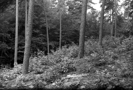 Gemengde beplantingen, onderplanting, groveden, gouglas, tamme kastanje, amerika, Bestanddeelnr 165-0340