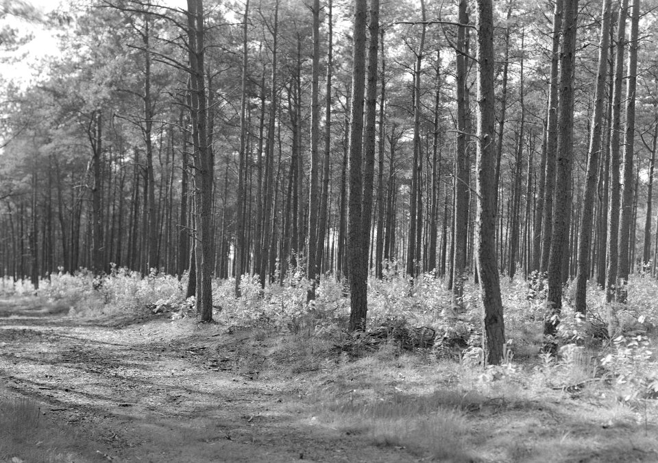 Gemengde beplantingen, onderzaaiing, amerikaanse eik, douglas, tap larix, de gin, Bestanddeelnr 165-0332