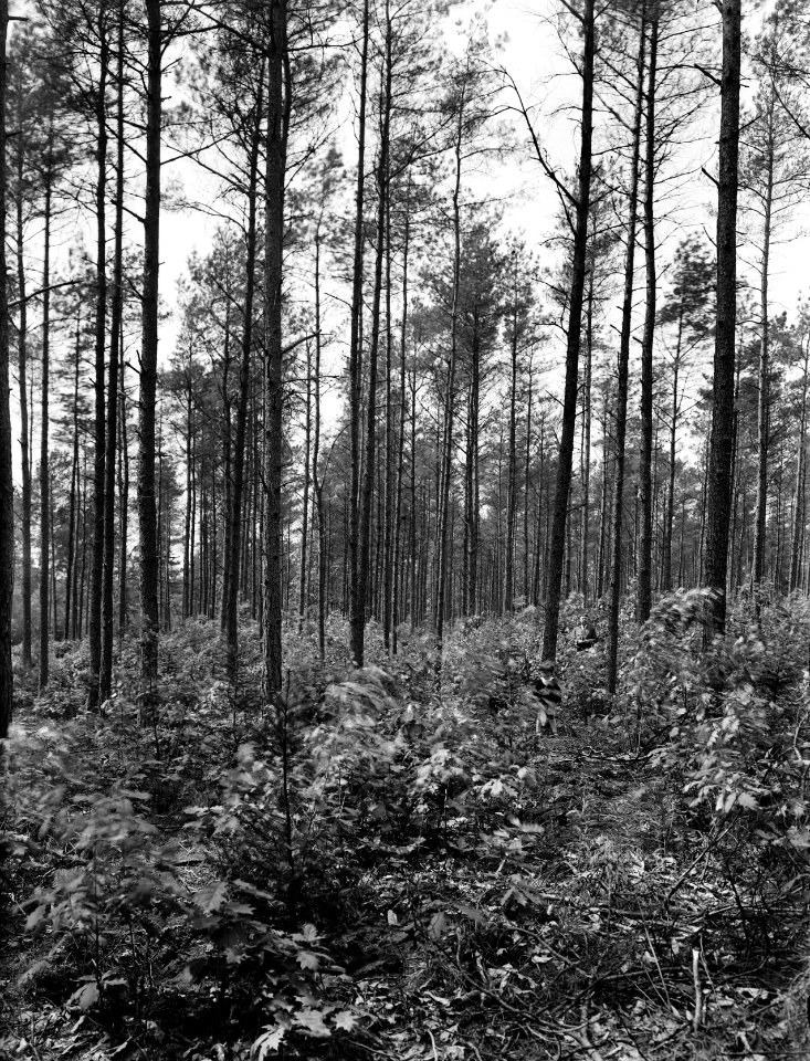 Gemengde beplantingen, de ginkel, grovedennenbos, amerikaanse eik, douglas, Bestanddeelnr 165-0325
