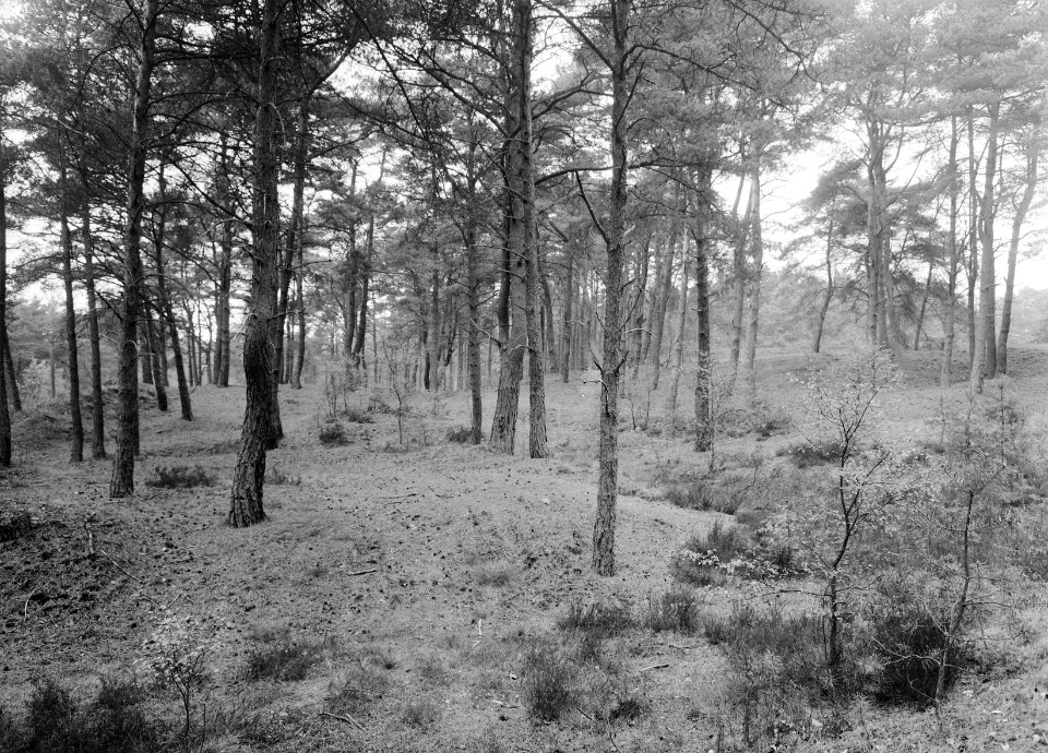 Gemengde beplantingen, grove dennenbos, Bestanddeelnr 165-0351