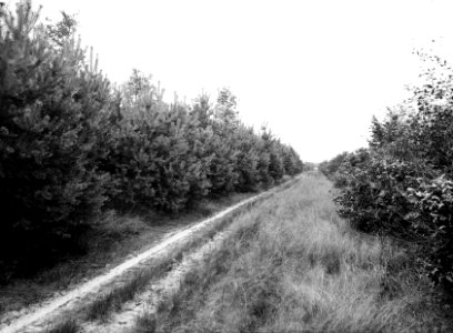 Gemengd bos , den, eik, Bestanddeelnr 192-0590
