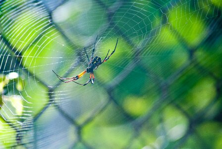 Web macro green web