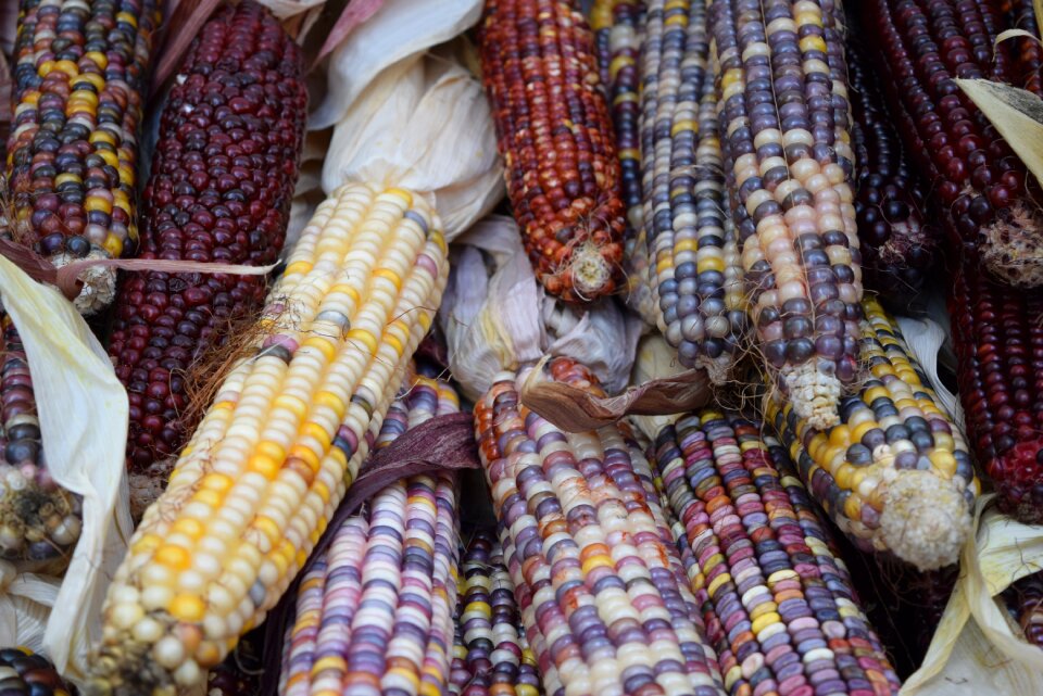 Veggies corn colors