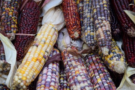 Veggies corn colors