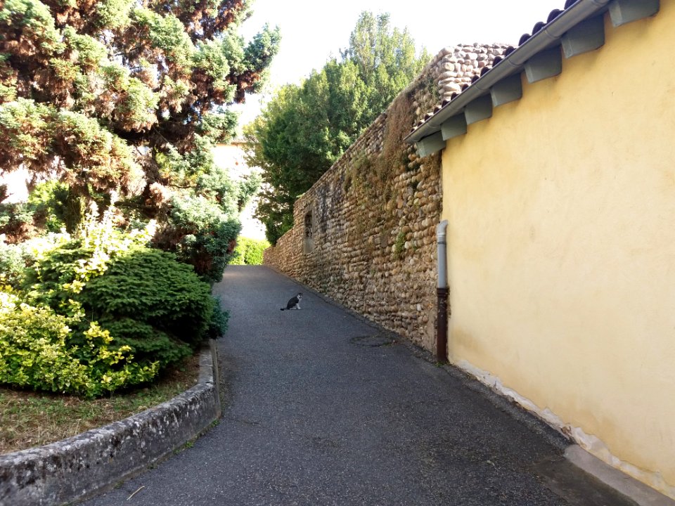 Genay - Rhône-Alpes - Cour du fortin de Rancé - Chat photo