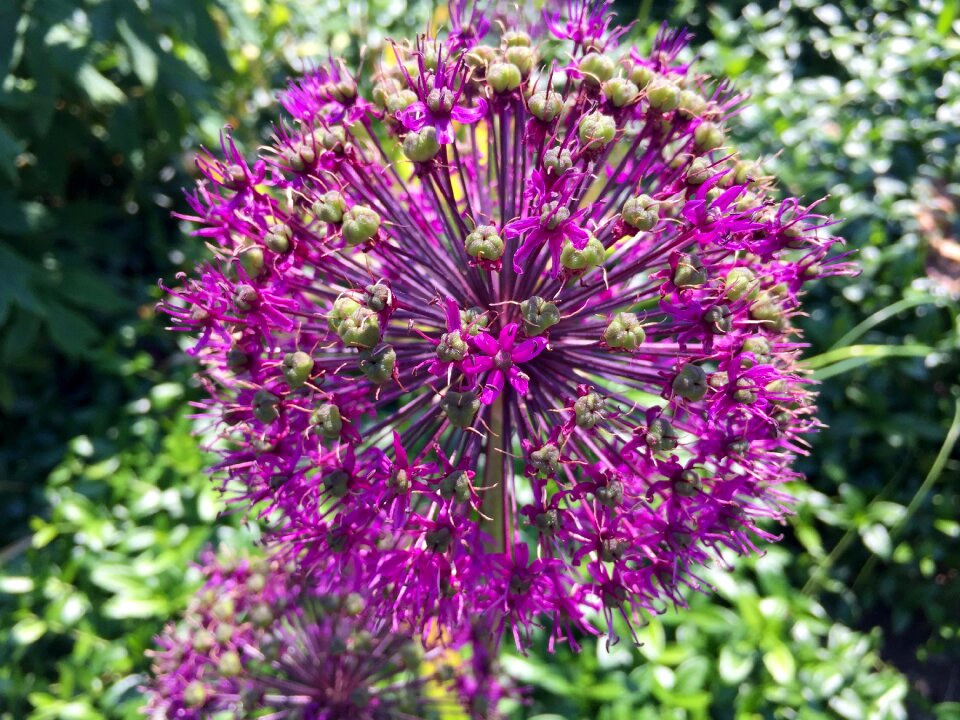 Pink violet nature