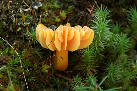 Forest lobes fungi photo