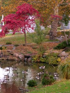 Geese, Allegheny Cemetery, 2015-10-22, 01