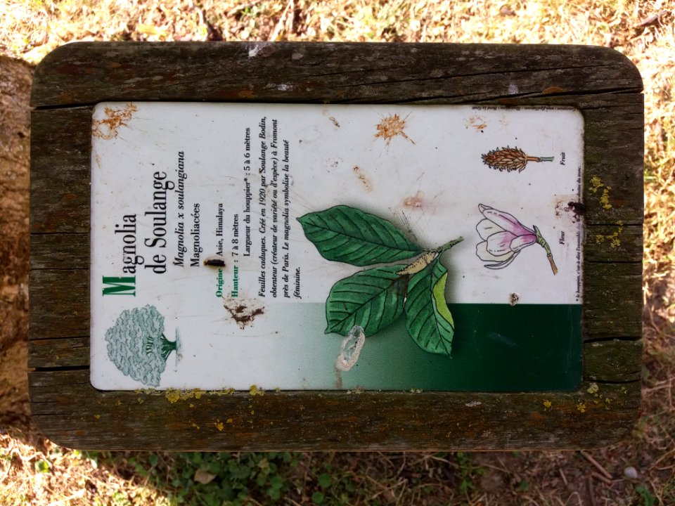Genay - Rhône-Alpes - Parc de Rancé - Plaque Magnolia de Soulange