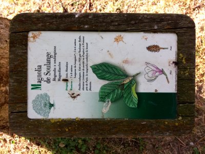 Genay - Rhône-Alpes - Parc de Rancé - Plaque Magnolia de Soulange photo