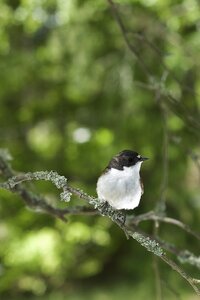 Flycatcher male bird