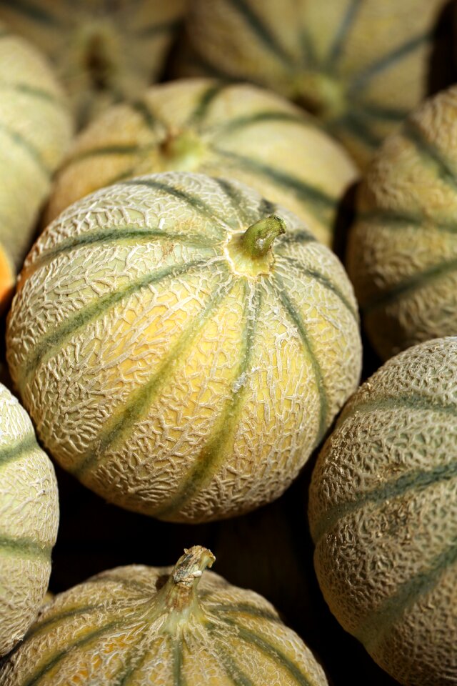 Melon fruit food