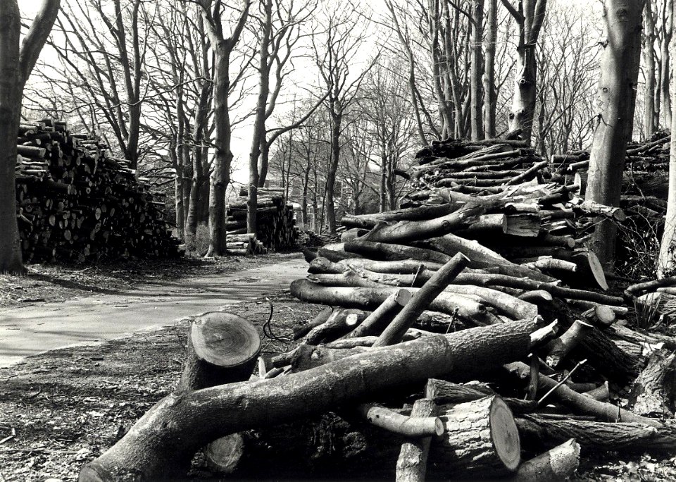 Gekapt hout op Belvédère in Overveen. Onderhoud van bomenbestand laat veel te wensen over. Nu in één klap halve landgoed kaal. Geschonken in 1986 door United Photos de Boer bv. Identificatienummer 54-