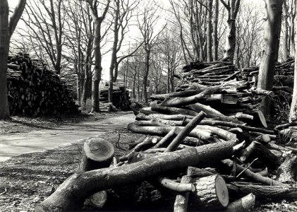 Gekapt hout op Belvédère in Overveen. Onderhoud van bomenbestand laat veel te wensen over. Nu in één klap halve landgoed kaal. Geschonken in 1986 door United Photos de Boer bv. Identificatienummer 54-