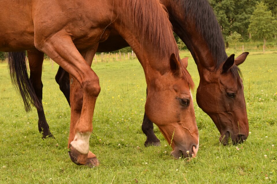 Graze pasture meadow