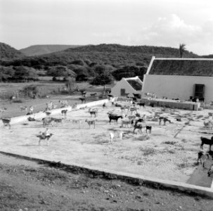 Geiten bij Landhuis Savonet op Curaçao, Bestanddeelnr 252-3492