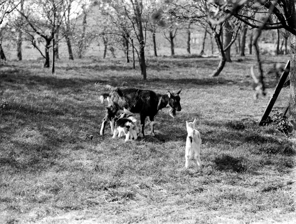 Geiten in een boomgaard in de Betuwe, Bestanddeelnr 190-0008