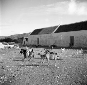Geiten bij landhuis Savonet op Curaçao, Bestanddeelnr 252-7392