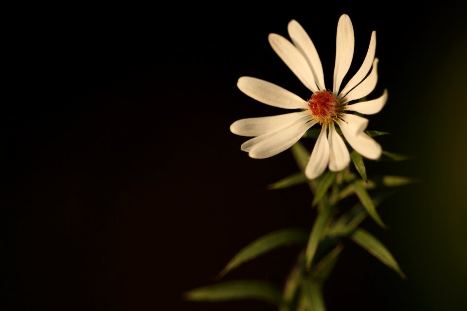 White blossom single