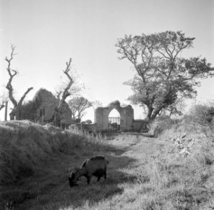 Geit bij een ruïne met poort en hek bij Rosslare, Bestanddeelnr 191-0898