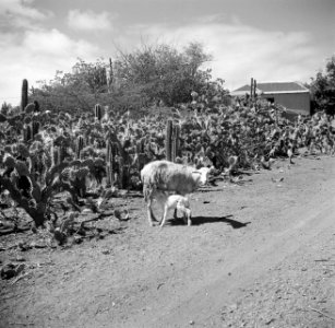 Geit met jong bij een catusveld op Curaçao, Bestanddeelnr 252-7430