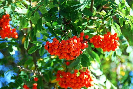 Mountain ash red fruit deciduous tree