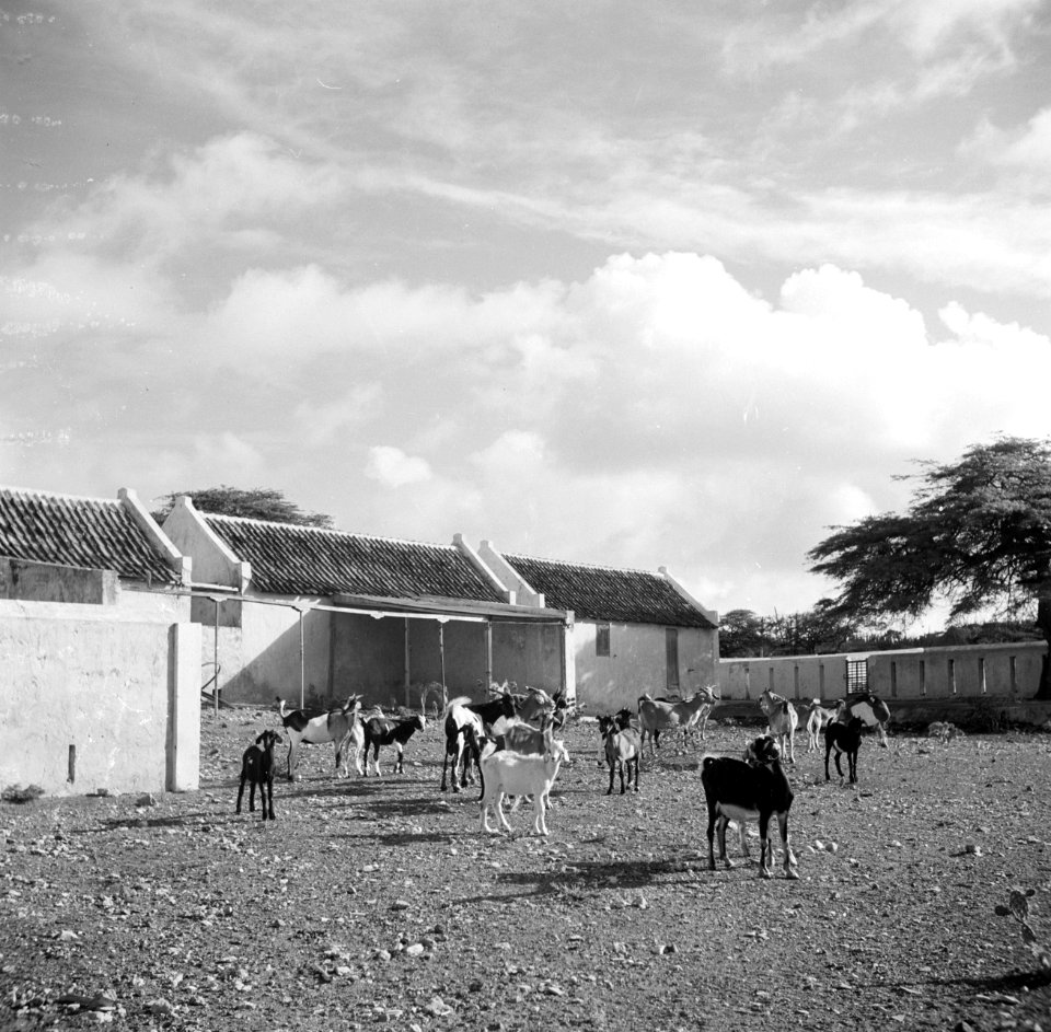 Geiten bij landhuis Savonet op Curaçao, Bestanddeelnr 252-7393