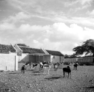 Geiten bij landhuis Savonet op Curaçao, Bestanddeelnr 252-7393