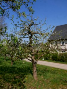 Gehrers Rambur Freilichtmuseum Roscheider Hof Ganzer Baum H1