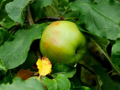 Gehrers Rambur Freilichtmuseum Roscheider Hof Frucht H3
