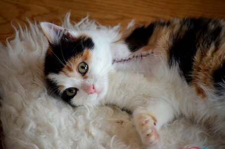 Poor cat three legs physical limitation
