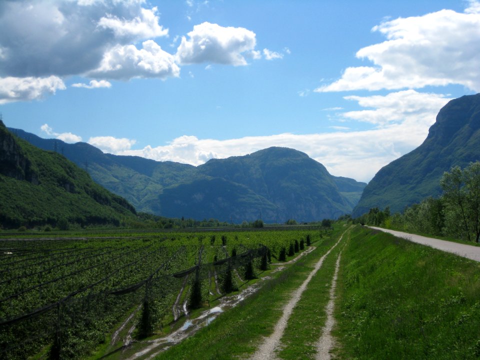 Geier an der Salurner Klause von Norden 2