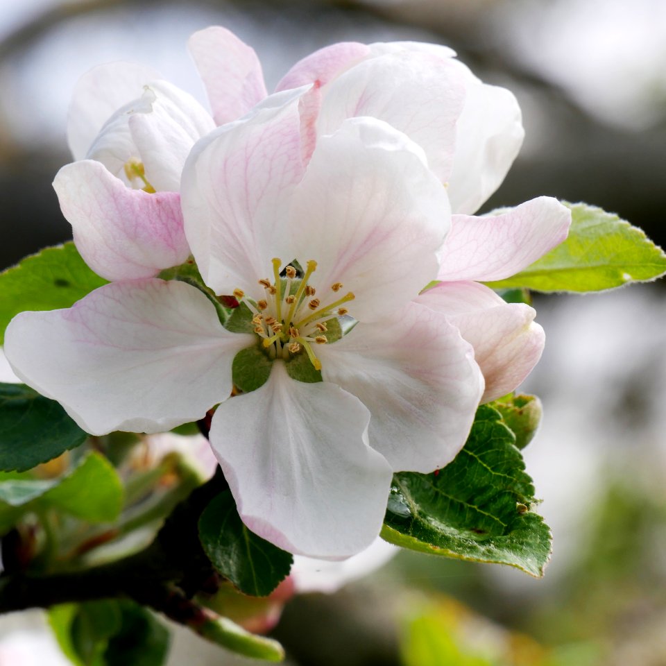 Geheimrat Dr. Oldenburg Freilichtmuseum Roscheider Hof Blüte H2