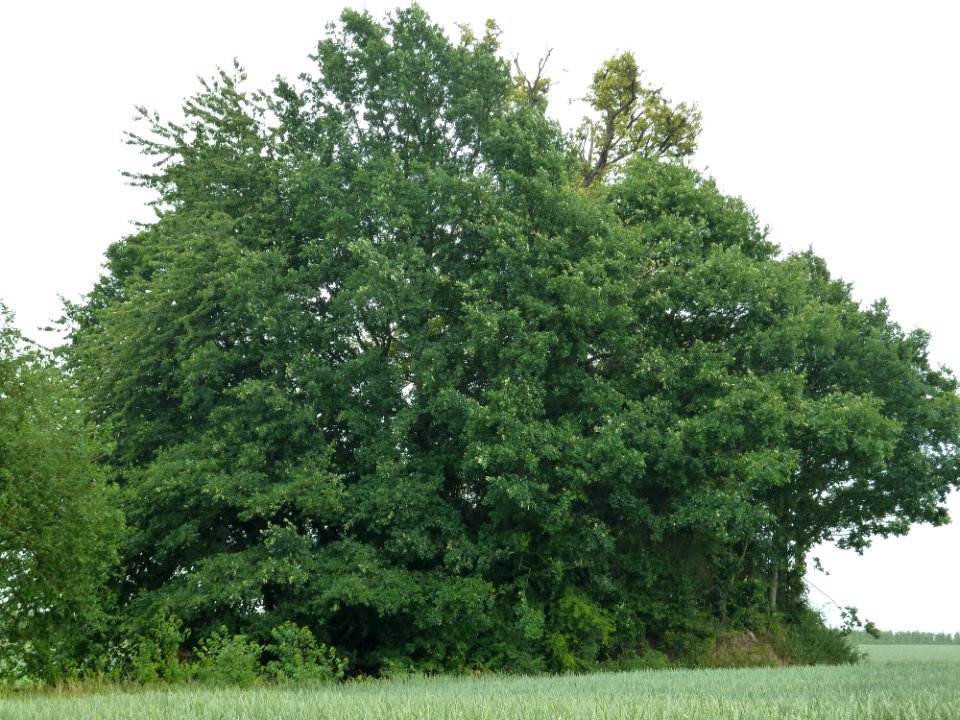 Geer-Tumuli van Omal (1)