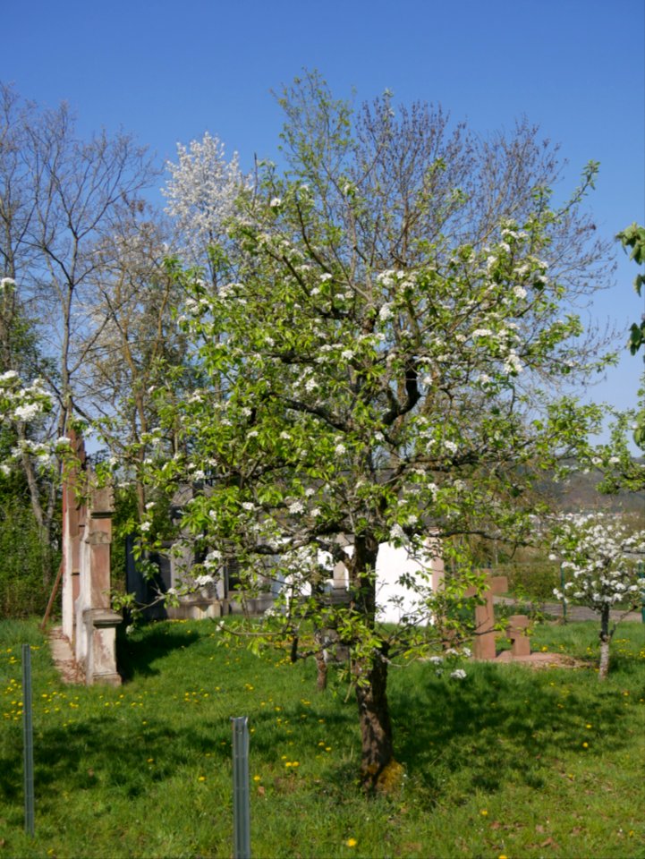 Gelbmöstler Freilichtmuseum Roscheider Hof Ganzer Baum H2