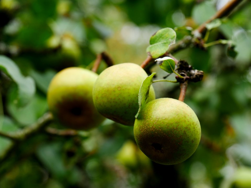 Gelbmöstler Freilichtmuseum Roscheider Hof Frucht H6